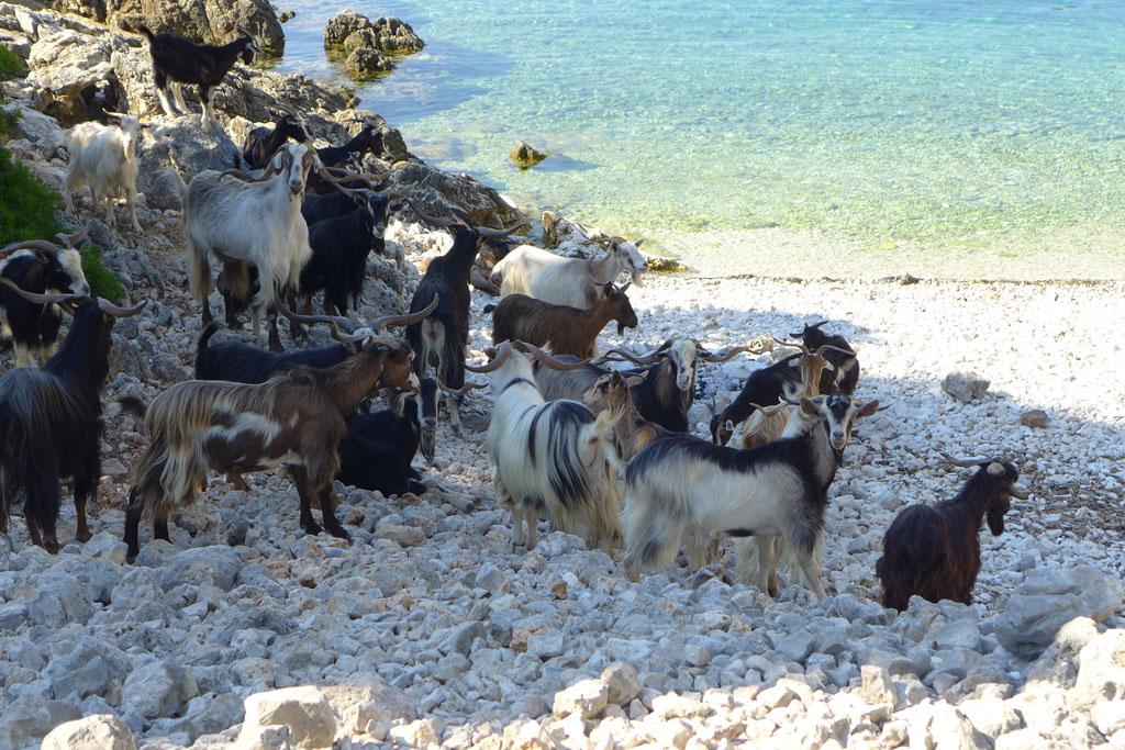 Wilde geitjes drinken van de zoetwater bron aan het strand van Ithaka.